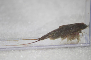 toyops triops